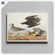 アートパネル-Golden Plover from Birds of America
 - アメリカの鳥たち Canvas.