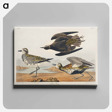 アートパネル-Golden Plover from Birds of America
 - アメリカの鳥たち Canvas.