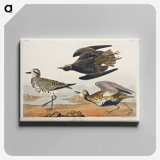 アートパネル-Golden Plover from Birds of America
 - アメリカの鳥たち Canvas.