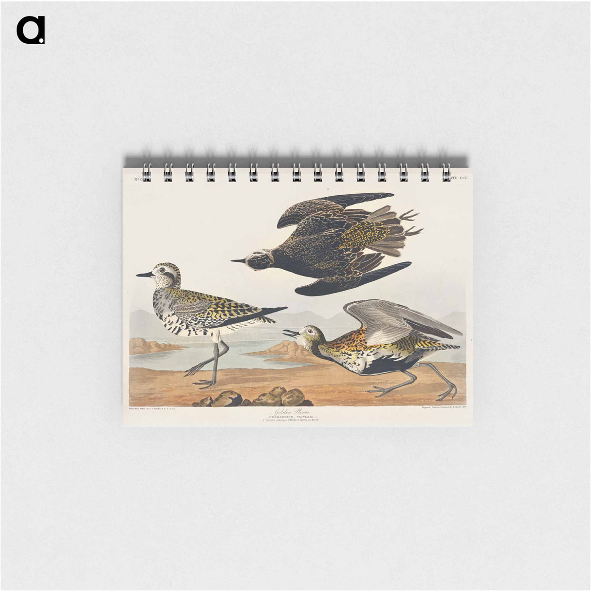 アートメモ帳-Golden Plover from Birds of America
 - アメリカの鳥たち Memo.