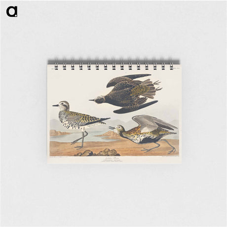 アートメモ帳-Golden Plover from Birds of America
 - アメリカの鳥たち Memo.