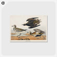 アートポストカード-Golden Plover from Birds of America
 - アメリカの鳥たち Postcard.