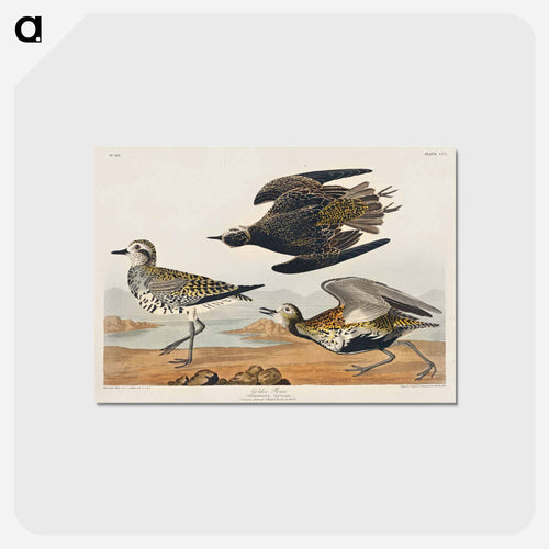 Golden Plover from Birds of America
 - アメリカの鳥たち Postcard.