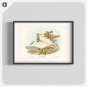 アートポスター-White Tern
 - オーストラリアの鳥 Poster.