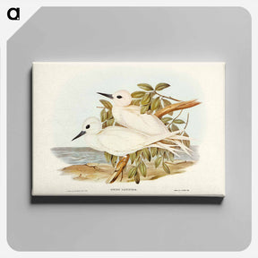 アートパネル-White Tern
 - オーストラリアの鳥 Canvas.