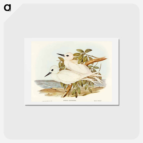 アートポストカード-White Tern
 - オーストラリアの鳥 Postcard.