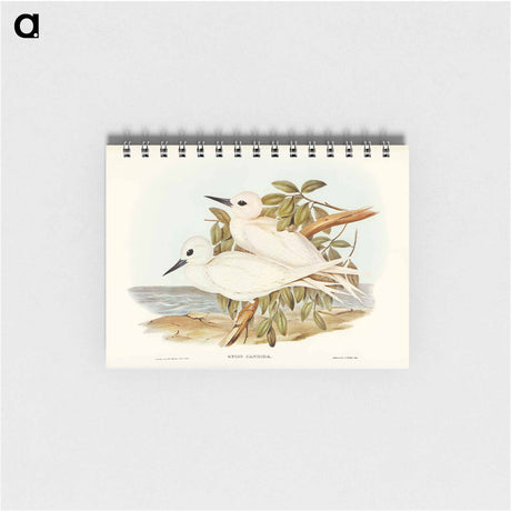 アートメモ帳-White Tern
 - オーストラリアの鳥 Memo.