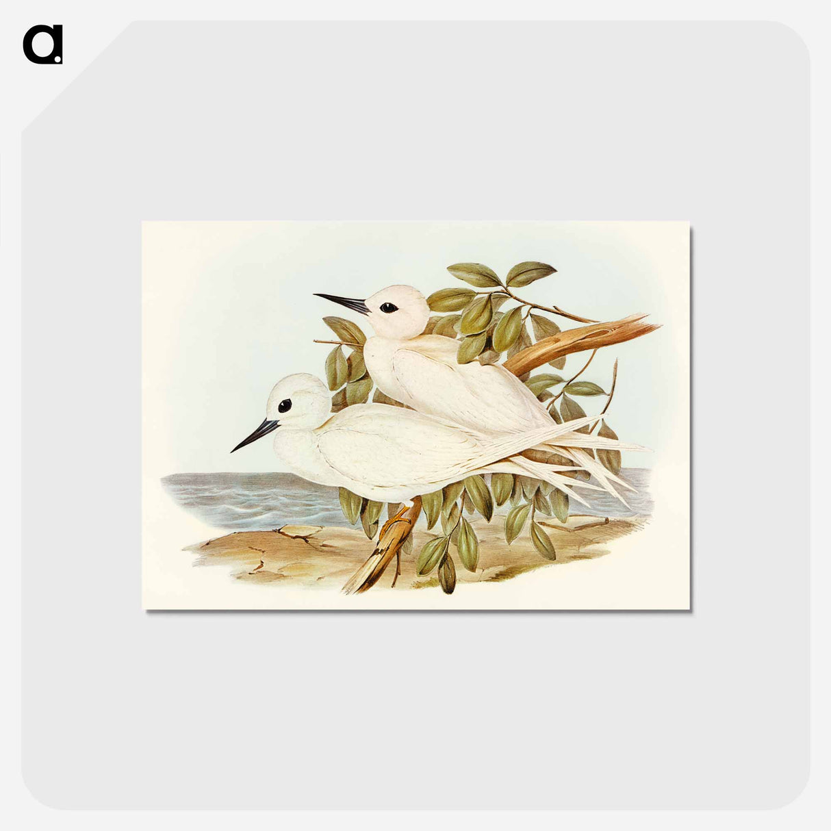 アートポストカード-White Tern
 - オーストラリアの鳥 Postcard.
