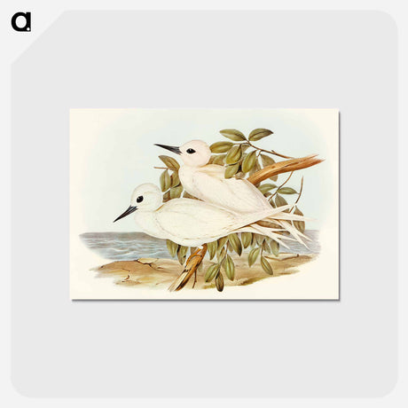 アートポストカード-White Tern
 - オーストラリアの鳥 Postcard.