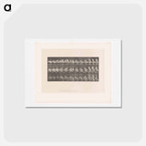 アートポストカード-Woman Emerging
 - エドワード マイブリッジ Postcard.