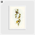 アートポストカード-Striated Pardalote
 - ジョン グールド Postcard.