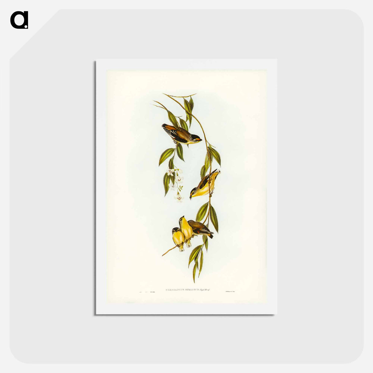 アートポストカード-Striated Pardalote
 - ジョン グールド Postcard.