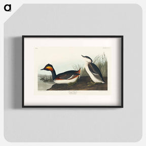 アートポスター-Eared Grebe
 - ジョン ジェームス オーデュボン Poster.