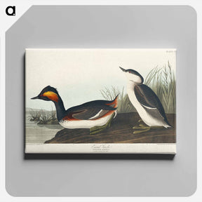 アートパネル-Eared Grebe
 - ジョン ジェームス オーデュボン Canvas.
