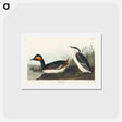 アートポストカード-Eared Grebe
 - ジョン ジェームス オーデュボン Postcard.