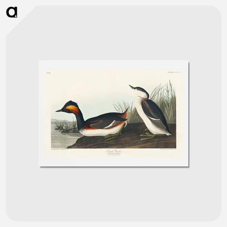 アートポストカード-Eared Grebe
 - ジョン ジェームス オーデュボン Postcard.