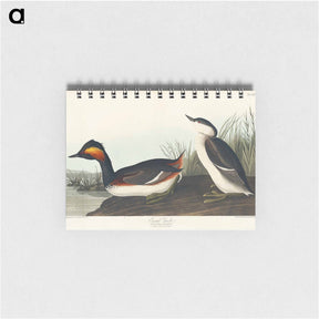 アートメモ帳-Eared Grebe
 - ジョン ジェームス オーデュボン Memo.