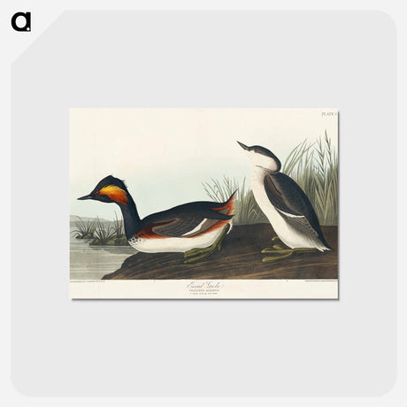 アートポストカード-Eared Grebe
 - ジョン ジェームス オーデュボン Postcard.