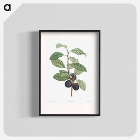 アートポスター-Prune fruit - ピエール ジョゼフ ルドゥーテ Poster.