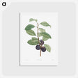アートポストカード-Prune fruit - ピエール ジョゼフ ルドゥーテ Postcard.