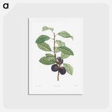 アートポストカード-Prune fruit - ピエール ジョゼフ ルドゥーテ Postcard.