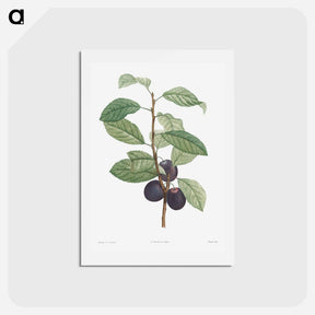 アートポストカード-Prune fruit - ピエール ジョゼフ ルドゥーテ Postcard.