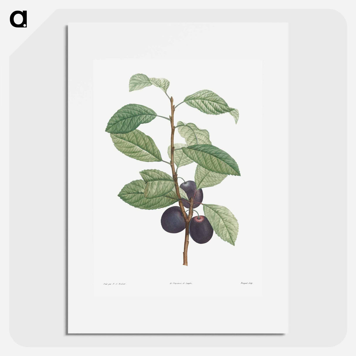 Prune fruit - Pierre Joseph Redouté Poster.