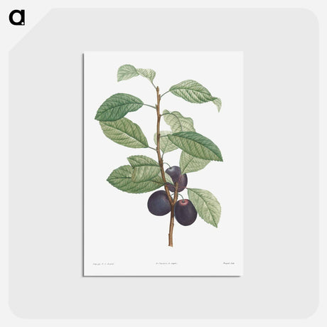 アートポストカード-Prune fruit - ピエール ジョゼフ ルドゥーテ Postcard.