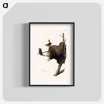 House Wren from Birds of America
 - アメリカの鳥たち Poster.