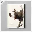 アートパネル-House Wren from Birds of America
 - アメリカの鳥たち Canvas.