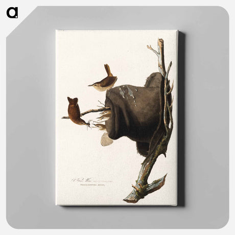 アートパネル-House Wren from Birds of America
 - アメリカの鳥たち Canvas.