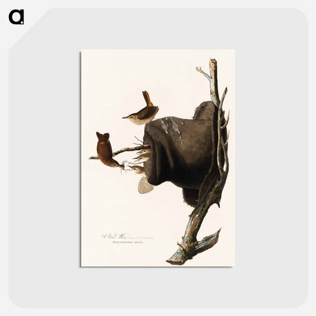 アートポストカード-House Wren from Birds of America
 - アメリカの鳥たち Postcard.