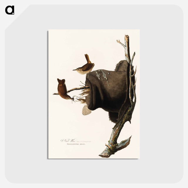 アートポストカード-House Wren from Birds of America
 - アメリカの鳥たち Postcard.