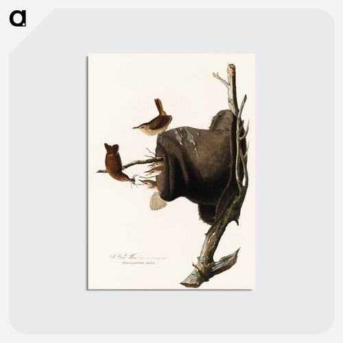 House Wren from Birds of America
 - アメリカの鳥たち Postcard.