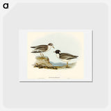 アートポストカード-Hooded Dottrel
 - オーストラリアの鳥 Postcard.