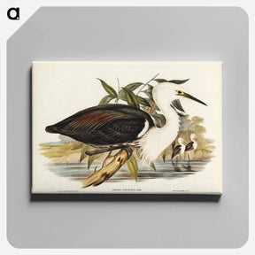 アートパネル-Pacific Heron
 - ジョン グールド Canvas.