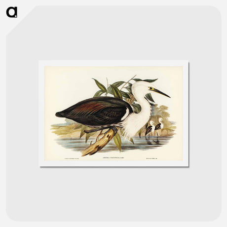 アートポストカード-Pacific Heron
 - ジョン グールド Postcard.