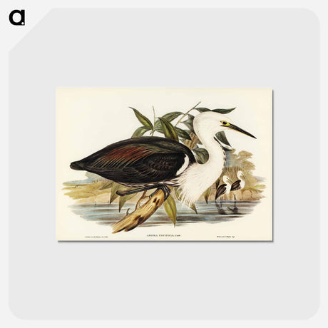 アートポストカード-Pacific Heron
 - ジョン グールド Postcard.