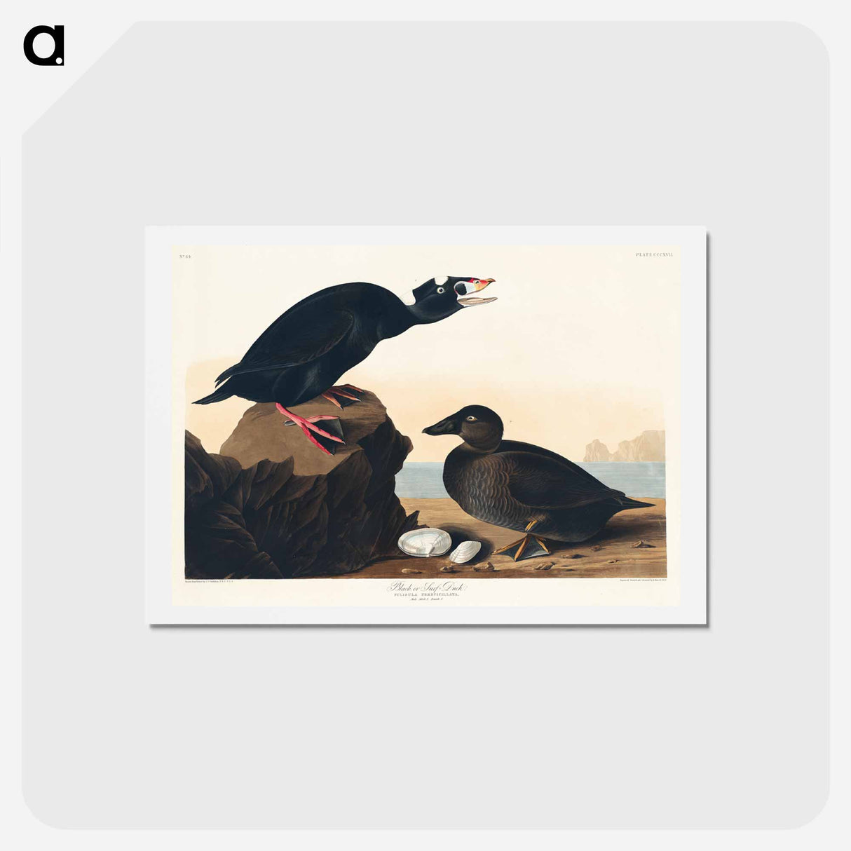 アートポストカード-Black or Surf Duck
 - ジョン ジェームス オーデュボン Postcard.