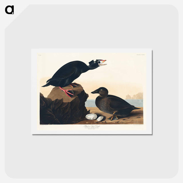 アートポストカード-Black or Surf Duck
 - ジョン ジェームス オーデュボン Postcard.
