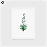アートポストカード-Persian lily illustration - ピエール ジョゼフ ルドゥーテ Postcard.