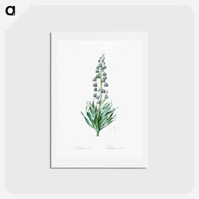 アートポストカード-Persian lily illustration - ピエール ジョゼフ ルドゥーテ Postcard.