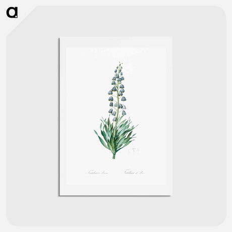 アートポストカード-Persian lily illustration - ピエール ジョゼフ ルドゥーテ Postcard.