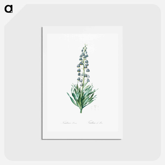 アートポストカード-Persian lily illustration - ピエール ジョゼフ ルドゥーテ Postcard.