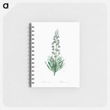 Persian lily illustration - ピエール ジョゼフ ルドゥーテ Memo.