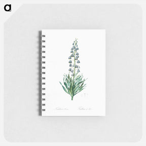 アートメモ帳-Persian lily illustration - ピエール ジョゼフ ルドゥーテ Memo.