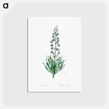 アートポストカード-Persian lily illustration - ピエール ジョゼフ ルドゥーテ Postcard.