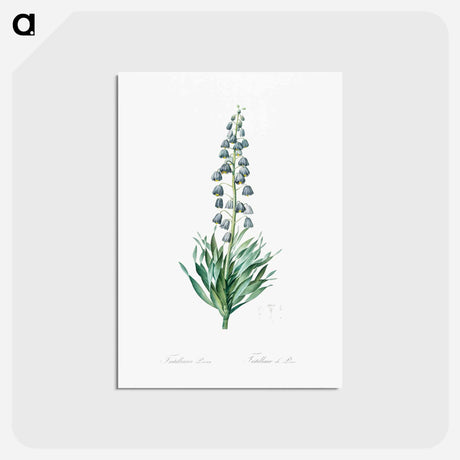 アートポストカード-Persian lily illustration - ピエール ジョゼフ ルドゥーテ Postcard.
