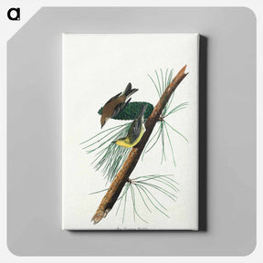アートパネル-Pine Creeping Warbler from Birds of America
 - アメリカの鳥たち Canvas.