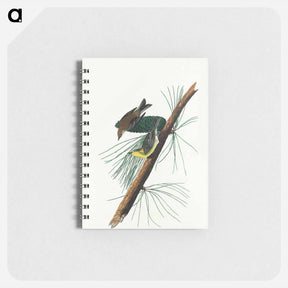 アートメモ帳-Pine Creeping Warbler from Birds of America
 - アメリカの鳥たち Memo.